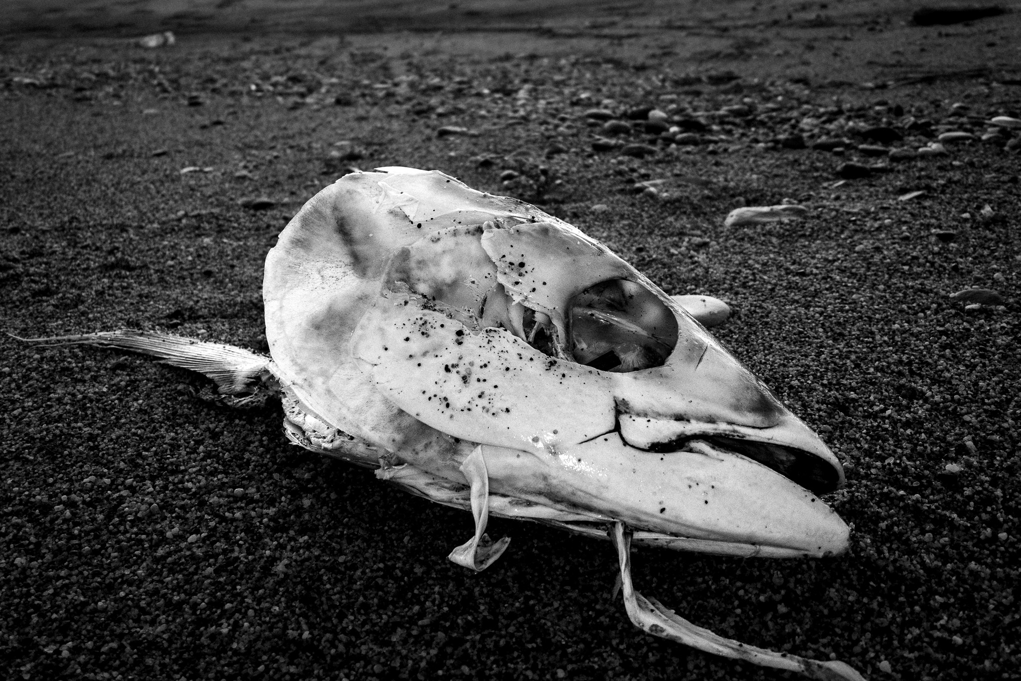 Tuna, Skull, Fish, Antonio Violi, Beach, Wabi-sabi