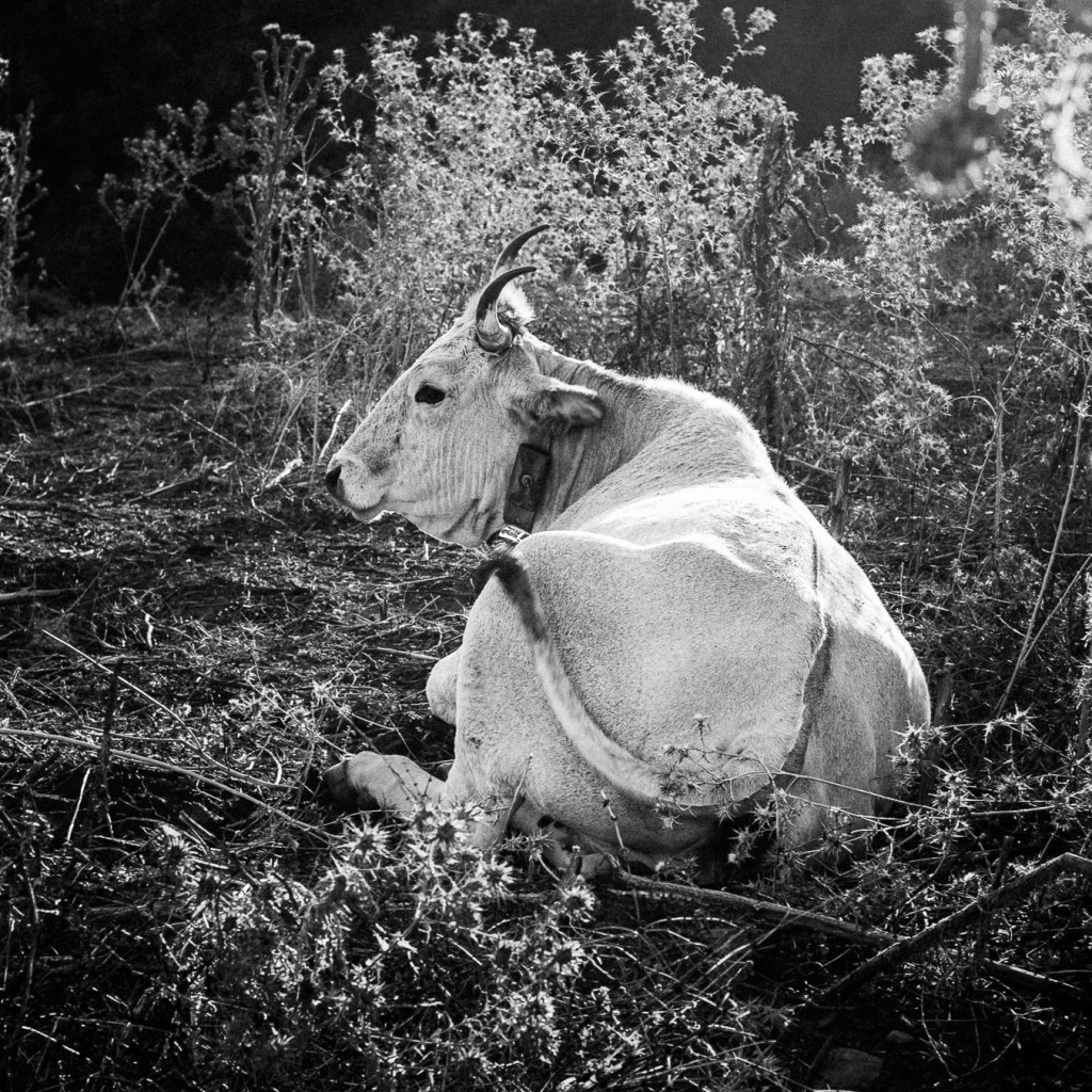 Black and white photo of a white cow.