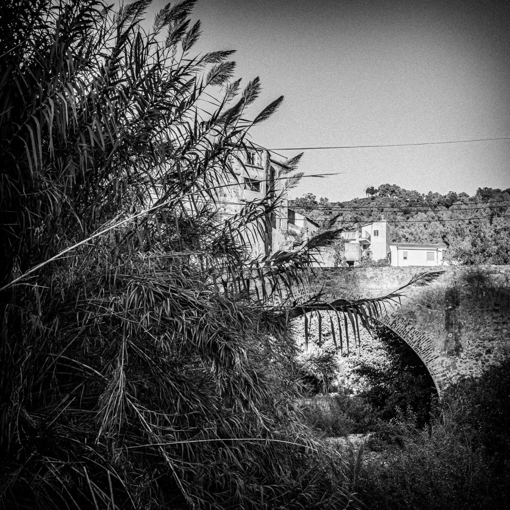 Black-and-white photo of a stone bridge in Palizzi, Calabria, partially obscured by tall reeds and dense vegetation. In the background, buildings including a small bell tower are visible, contrasting with the overgrown riverbed in the foreground.