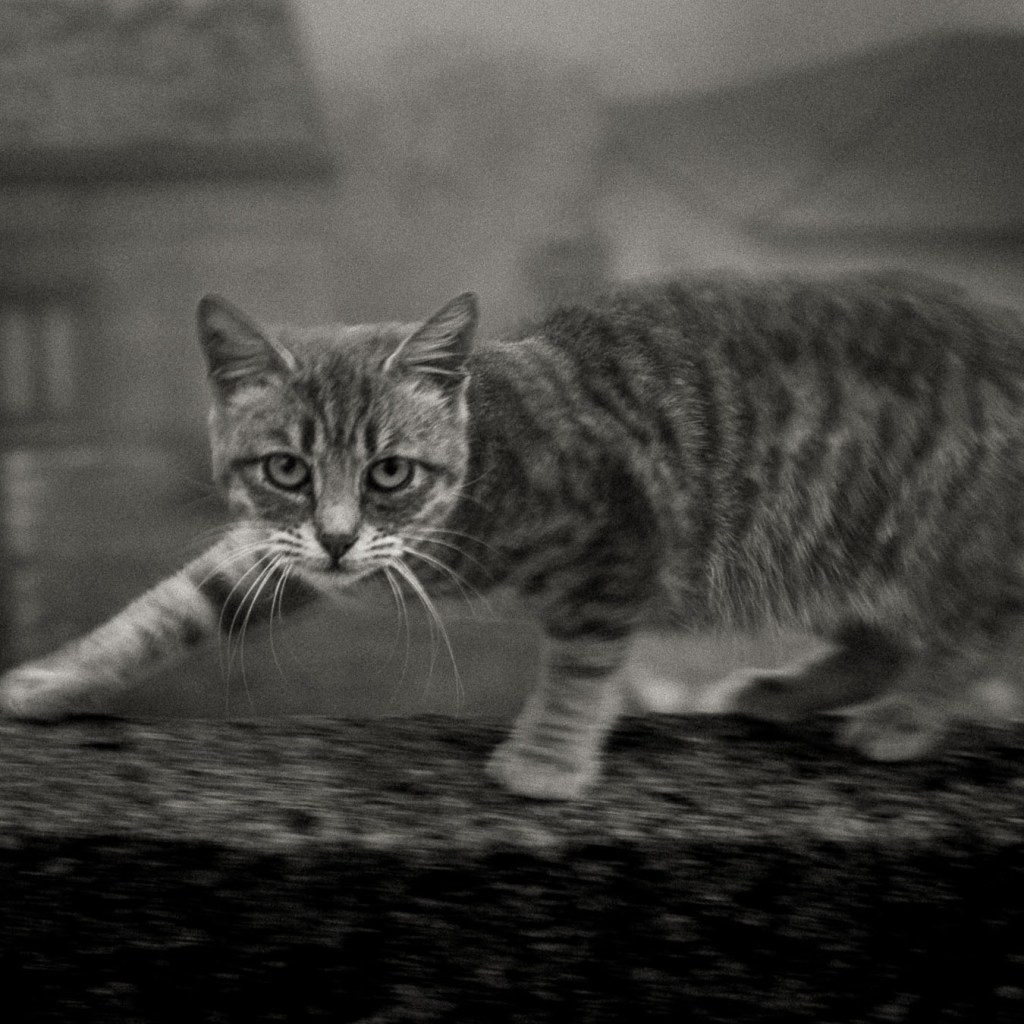 A tabby cat mid-stride on a wet surface, slightly motion-blurred, staring directly at the camera with alert eyes. Ferruzzano Superiore, Calabria