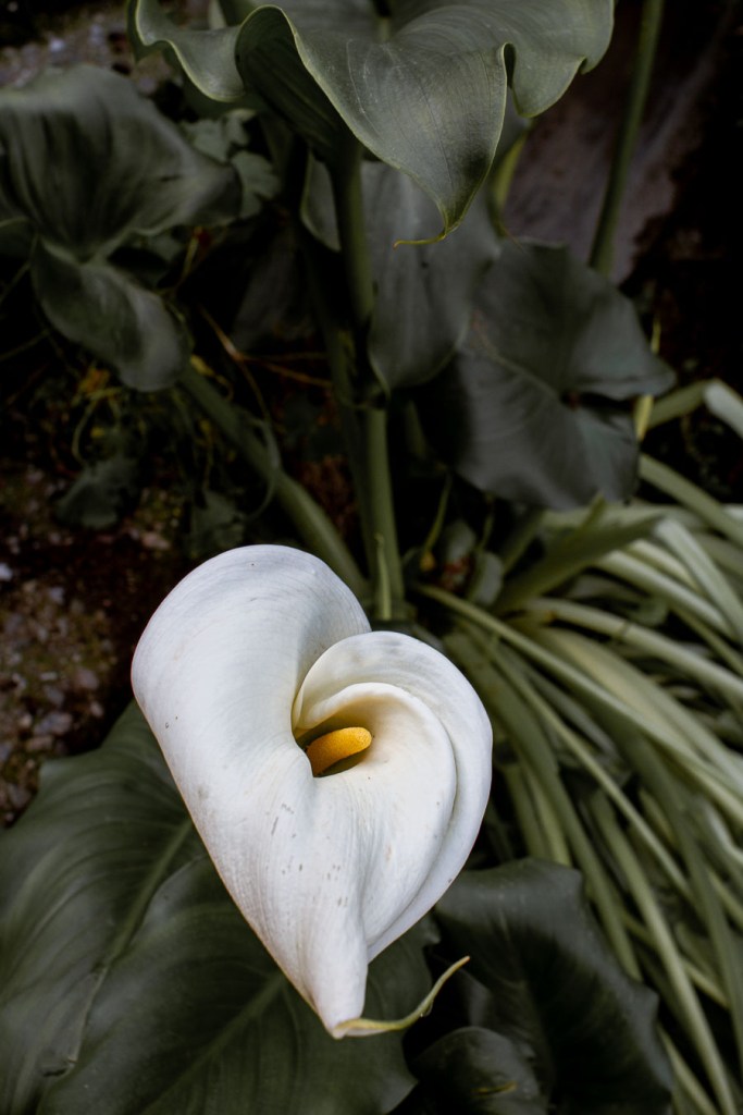 White calla lily photographed from above against dark green foliage, Staiti, Calabria