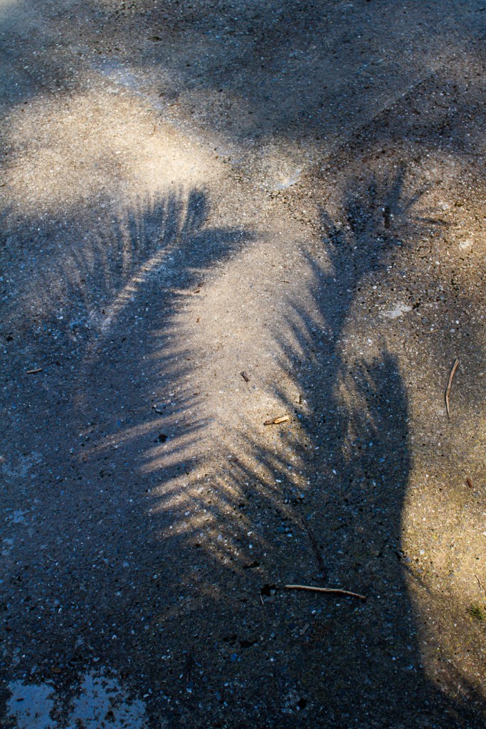 Shadow of a tree branch cast across wet and dry sand