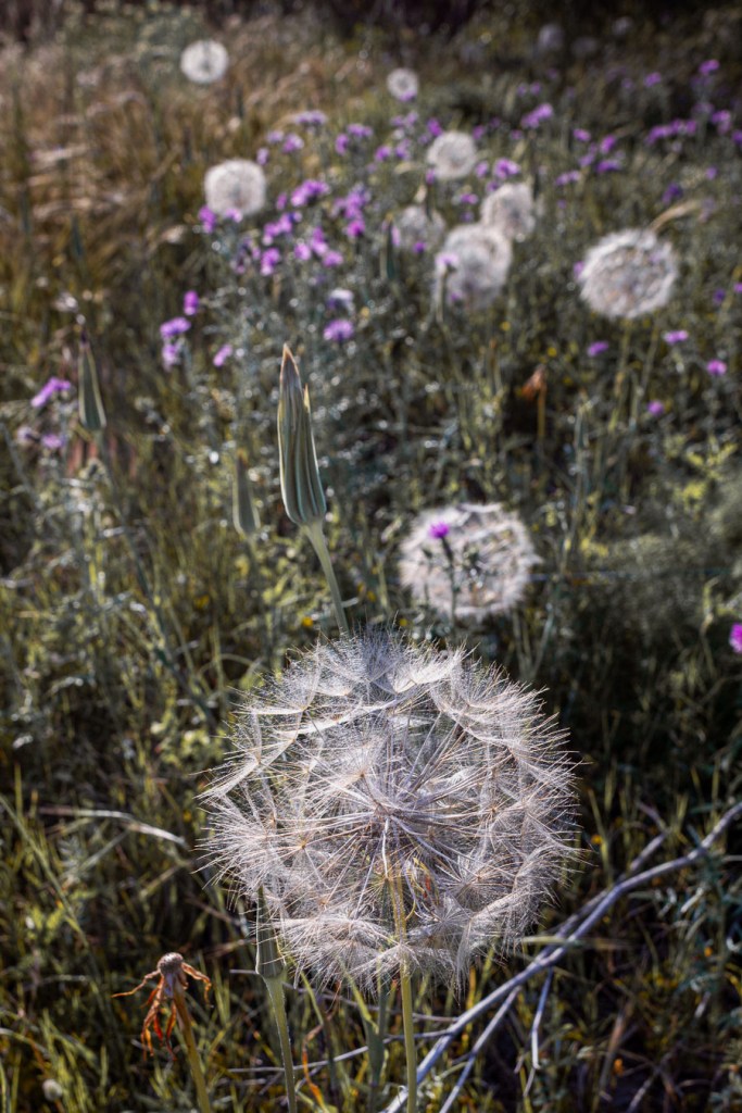 Field of dandelion seed heads and wildflowers in warm afternoon light