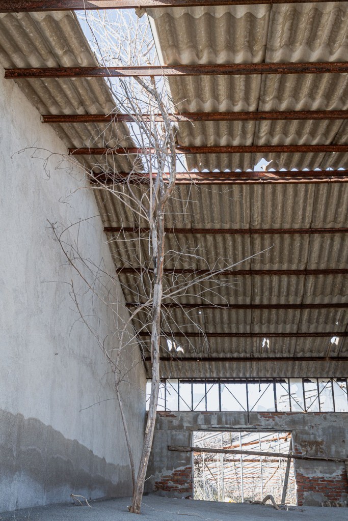 Tree in dilapidated shed, San Pasquale, Bova Marina, Calabria