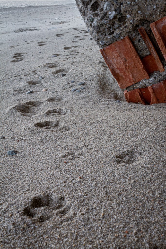 Cat footprints on sand beside a collapsed brick and concrete wall, San Pasquale, Bova Marina