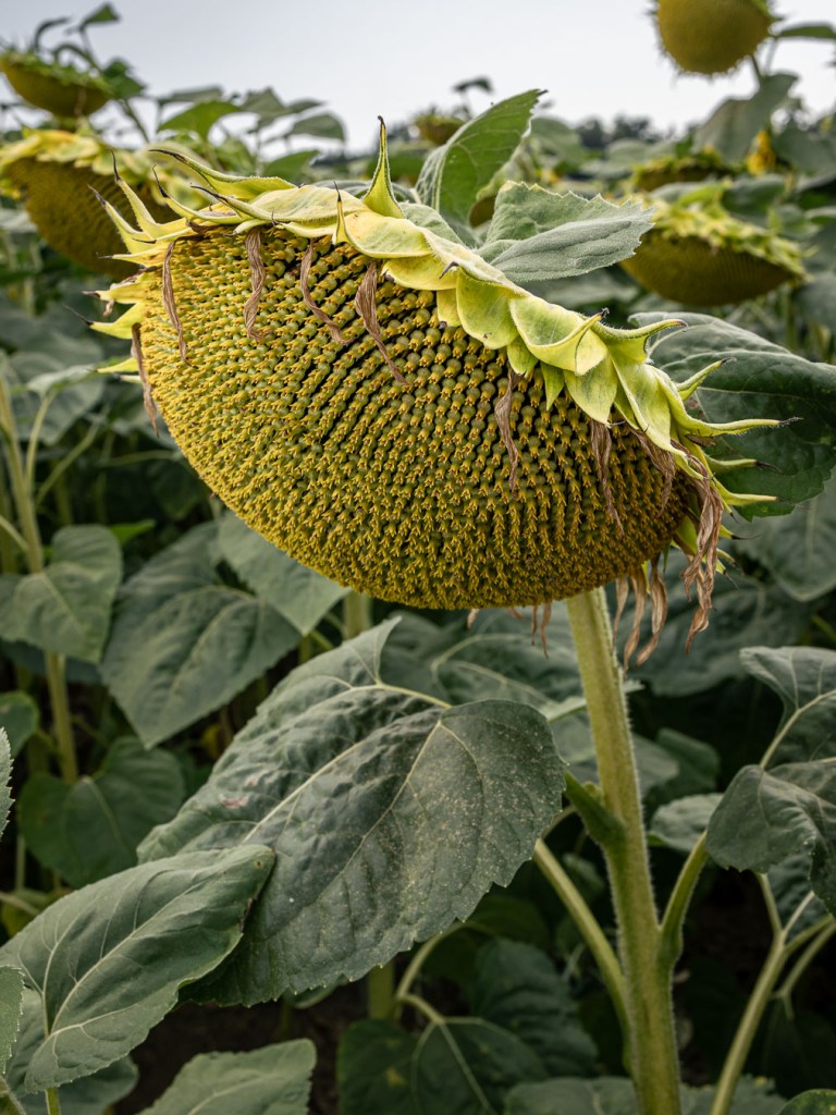 Close-up of a dried sunflower head with curled brown petals and visible seed pattern, Bülach, Switzerland.