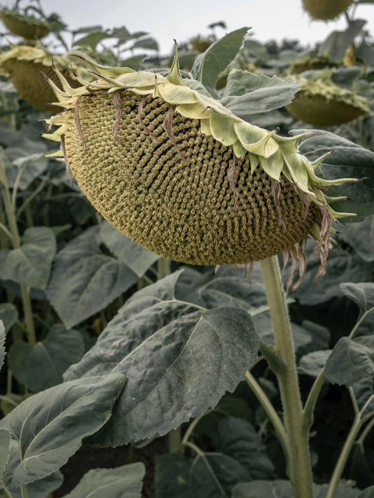 Close-up of a dried sunflower head with curled brown petals and visible seed pattern, Bülach, Switzerland.