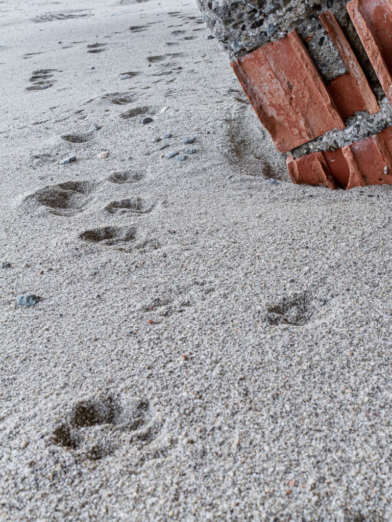 Cat footprints on sand beside a collapsed brick and concrete wall, San Pasquale, Bova Marina