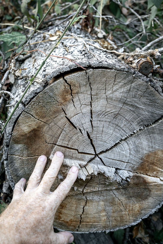 A hand resting on the cut surface of a felled tree trunk, showing growth rings and radial cracks.