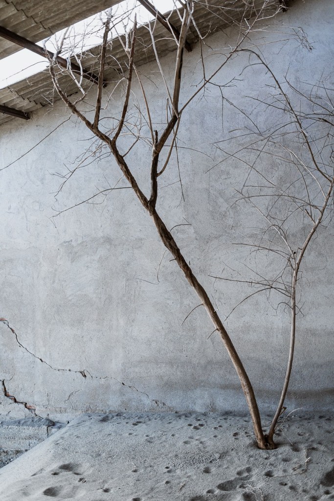 A bare tree growing from a sand-covered floor against a plastered wall with a crack, beneath a partly open corrugated roof, inside a building in San Pasquale, Bova Marina, Calabria. Animal tracks mark the sand.